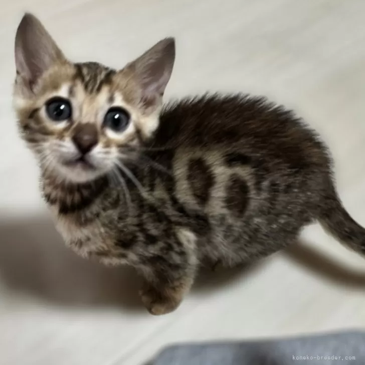 ベンガル【神奈川県・女の子・2025年12月21日・ブラウンスポテッドタビー (ロゼット)】の写真1