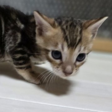 ベンガル【神奈川県・男の子・2025年10月27日・ブラウンマーブルドタビー（短毛）】の写真「綺麗なマーブルくん♡」
