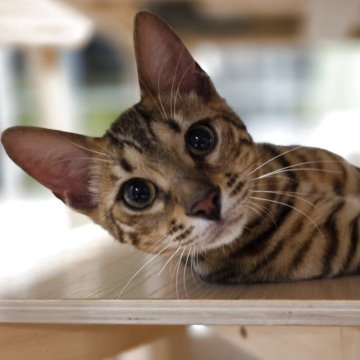 ベンガル【神奈川県・男の子・2025年5月31日・ブラウンスポテッドタビー (ロゼット)（短毛）】の写真「膝乗り甘ったれヤンチャ盛りな男の子♡」