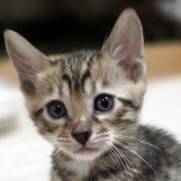 ベンガル【神奈川県・男の子・2025年9月16日・ブラウンスポテッドタビー (ロゼット)（短毛）】の写真「♡将来有望なイケメンくん♡」