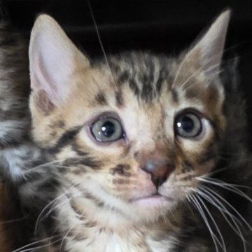 ベンガル【神奈川県・男の子・2025年11月11日・ブラウンスポテッドタビー(ロゼット)（短毛）】の写真「♡絶対可愛い♡」