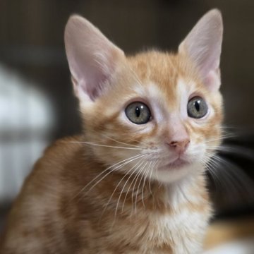 ベンガル【神奈川県・男の子・2025年10月14日・ブラウンスポテッドタビー (ロゼット)（短毛）】の写真「可愛いは正義♡レッドカラー♡」