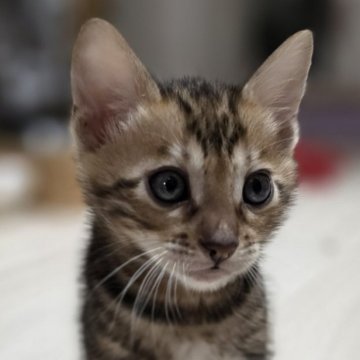 ベンガル【神奈川県・男の子・2025年10月27日・ブラウンマーブルドタビー（短毛）】の写真「お顔がキュートで柄も綺麗なマーブルくん♡」