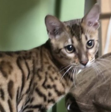 ベンガル【神奈川県・男の子・2025年5月31日・ブラウンスポテッドタビー (ロゼット)（短毛）】の写真「膝乗り甘ったれヤンチャ盛りな男の子♡」