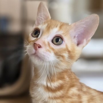 ベンガル【神奈川県・男の子・2025年10月14日・ブラウンスポテッドタビー (ロゼット)（短毛）】の写真「可愛いは正義♡レッドカラー♡」