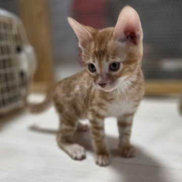 ベンガル【神奈川県・男の子・2025年9月15日・ブラウンスポテッドタビー (ロゼット)（短毛）】の写真「レッドカラー♡将来有望なイケメンくん♡」