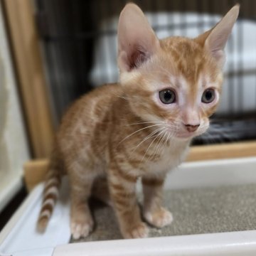 ベンガル【神奈川県・男の子・2025年9月15日・ブラウンスポテッドタビー (ロゼット)（短毛）】の写真「レッドカラー♡将来有望なイケメンくん♡」