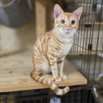 ベンガル【神奈川県・男の子・2025年1月11日・ブラウンスポテッドタビー (ロゼット)（短毛）】の写真「膝乗りベタベタです♡片目に白濁あり」