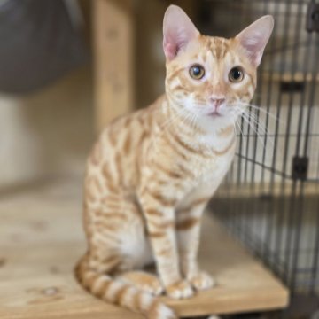 ベンガル【神奈川県・男の子・2025年1月11日・ブラウンスポテッドタビー (ロゼット)（短毛）】の写真「膝乗りベタベタです♡片目に白濁あり」