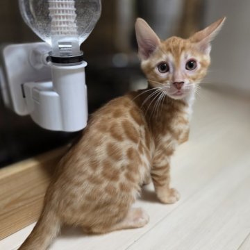 ベンガル【神奈川県・男の子・2025年9月15日・ブラウンスポテッドタビー (ロゼット)（短毛）】の写真「レッドカラー♡将来有望なイケメンくん♡」