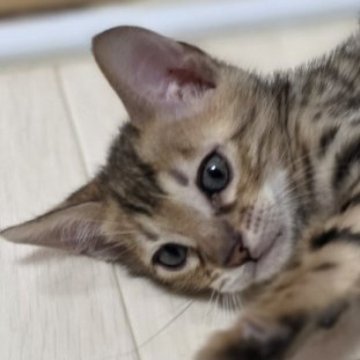 ベンガル【神奈川県・男の子・2025年10月27日・ブラウンスポテッドタビー (ロゼット)（短毛）】の写真「可愛いは正義♡」