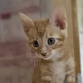 ベンガル