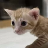 ベンガル