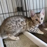 ベンガル