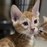 ベンガル【神奈川県・男の子・2025年9月15日・ブラウンスポテッドタビー (ロゼット)】の写真1「写真写り悪い子なんです。実際は可愛い顔してます💦」