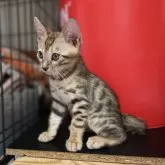 ベンガル