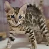 ベンガル