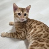 ベンガル