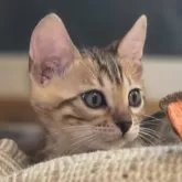 ベンガル