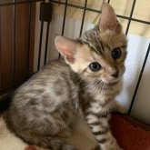 ベンガル
