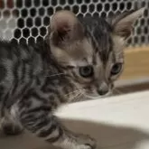 ベンガル