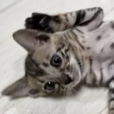 ベンガル