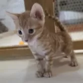 ベンガル