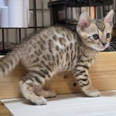 ベンガル