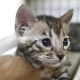 ベンガル