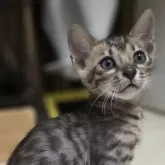 ベンガル