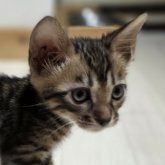 ベンガル