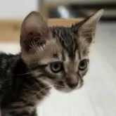 ベンガル