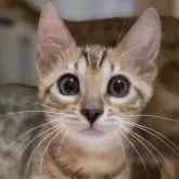 ベンガル