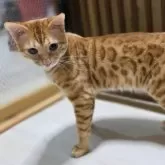 ベンガル