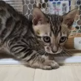 ベンガル