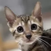 ベンガル【神奈川県・男の子・2025年9月15日・ブラウンスポテッドタビー (ロゼット)】の写真1