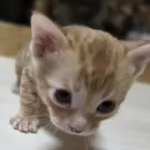 ベンガル【神奈川県・男の子・2025年9月15日・ブラウンスポテッドタビー (ロゼット)】の写真5