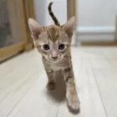 ベンガル【神奈川県・男の子・2025年9月15日・ブラウンスポテッドタビー (ロゼット)】の写真8