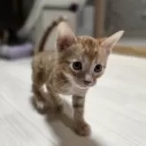 ベンガル【神奈川県・男の子・2025年9月15日・ブラウンスポテッドタビー (ロゼット)】の写真9