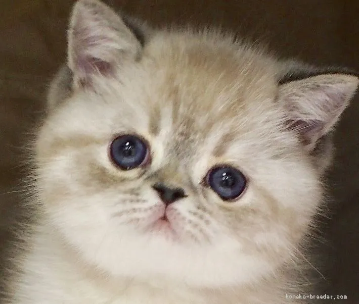 ID：2101-00191の子猫