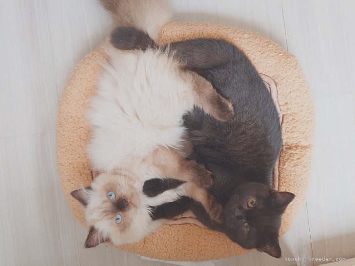 村上亜希ブリーダーのブログ：仲良し兄妹😽😽