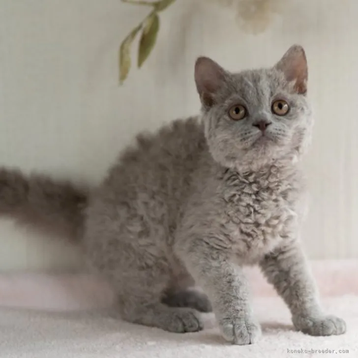 H.T 様のお迎えした子猫