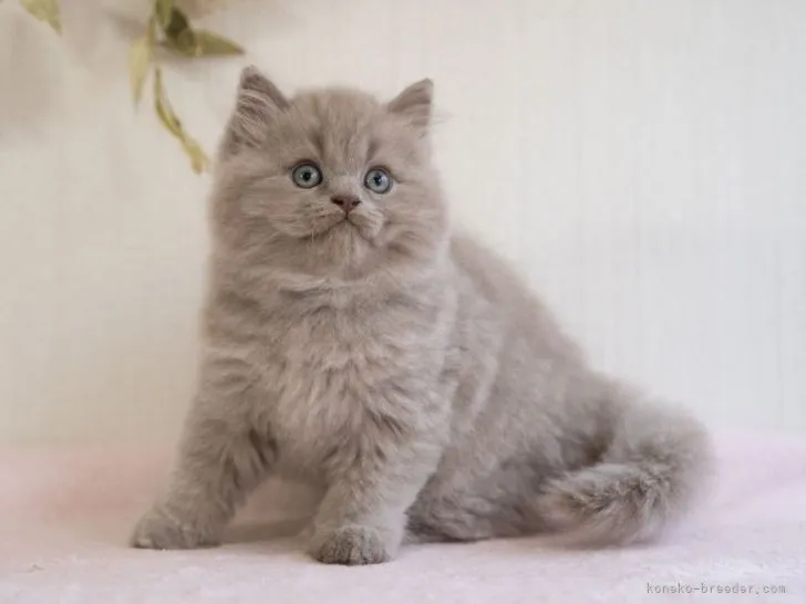 ID：2111-00349の子猫