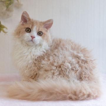 セルカークレックス【大阪府・男の子・2021年11月29日・クリーム&ホワイト（ロング　巻き毛）】の写真「くるくる巻き毛の男の子」