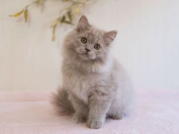 セルカークレックス【大阪府・男の子・2021年9月11日・ラベンダー（ロングヘア　ストレートヘア）】の写真「ふわふわの直毛くん」