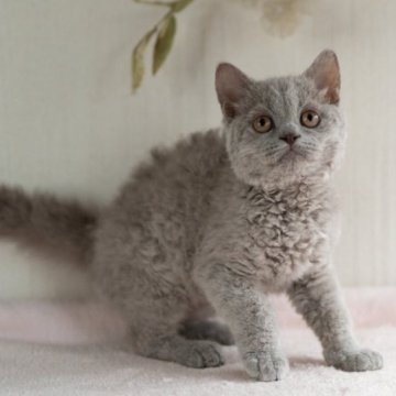 セルカークレックス【大阪府・男の子・2023年2月17日・ラベンダー（巻き毛 ショートヘア）】の写真「くるくる巻き毛の男の子」