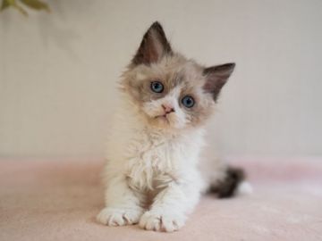 セルカークレックス【大阪府・女の子・2021年2月13日・シールポイント&ホワイト（ロングヘア　巻き毛）】の写真「くるくる巻き毛の女の子 祖父猫はCFA BW」