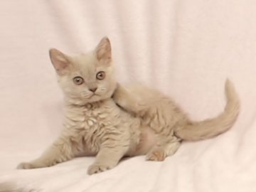 セルカークレックス【大阪府・女の子・2014年3月11日・ラベンダー(ライラック)（ショートヘア　巻き毛）】の写真「きれいな淡いカラーの巻毛ちゃんです」