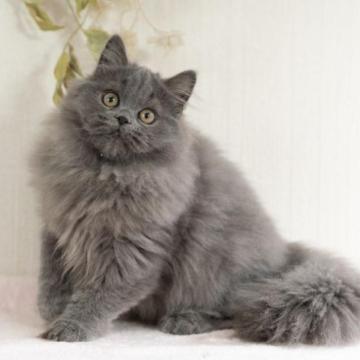 セルカークレックス【大阪府・男の子・2022年9月7日・ブルー（ロングヘア　ストレートヘア）】の写真「父猫CFA GC,BWR,RW 母猫CFA CH」