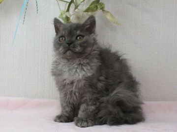 セルカークレックス【大阪府・男の子・2017年7月7日・ブルー】の写真「ふわふわくるくるの巻き毛君」